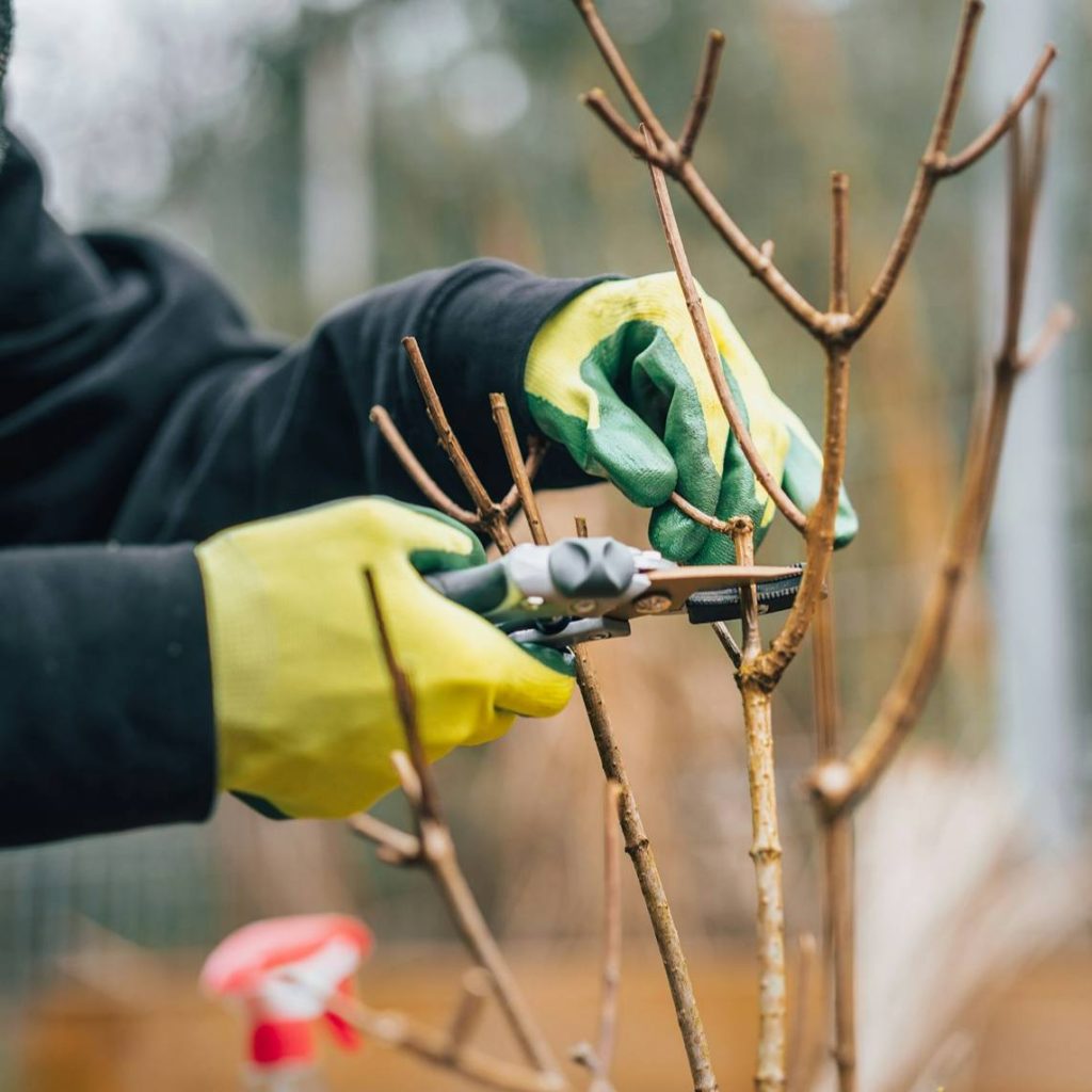 garden gloves1